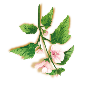 flor