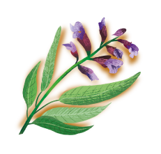 flor