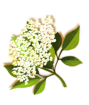 flor