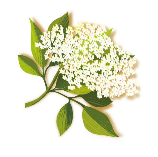 flor